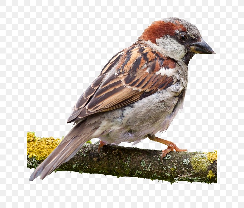 House Sparrow A Bird Watcher's Guide To Sparrows American Sparrows A Guide To The Identification And Natural History Of The Sparrows Of The United States And Canada, PNG, 640x700px, House Sparrow, American Sparrows, Beak, Bird, Bird Feeders Download Free