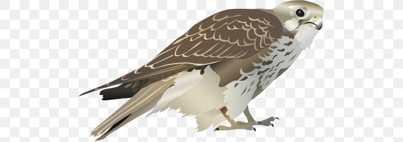 Prairie Falcon Bird Clip Art, PNG, 501x290px, Falcon, Beak, Bird, Bird Of Prey, Buzzard Download Free