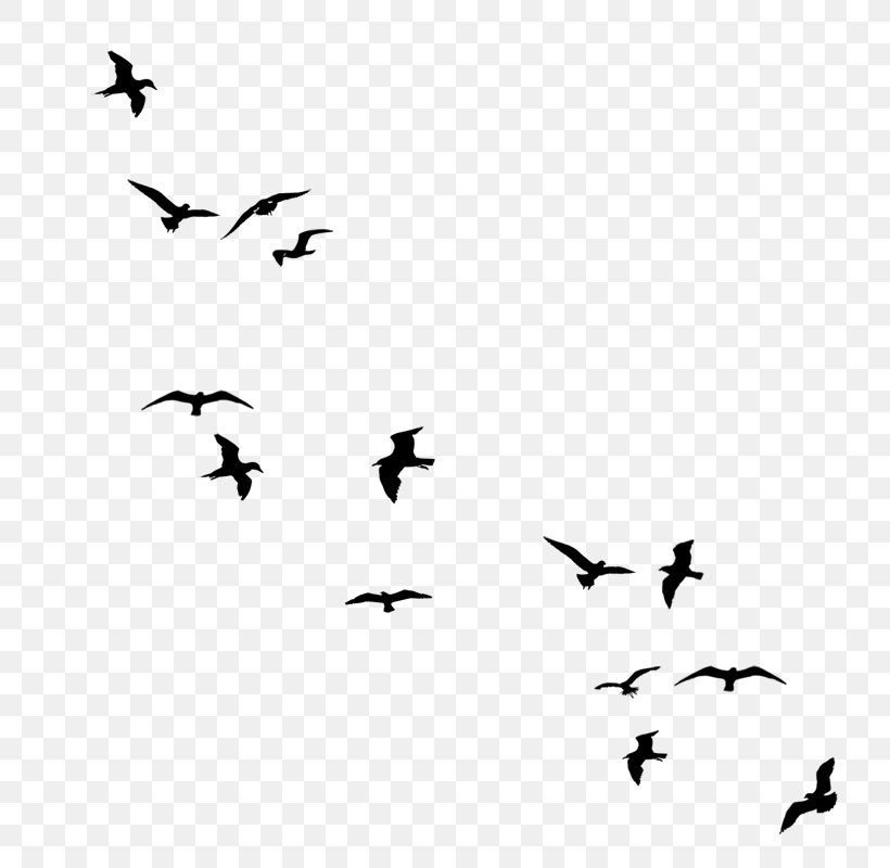 Bird Flight Bird Flight Gulls Clip Art, PNG, 800x800px, Bird, Beak, Bird Flight, Black, Black And White Download Free