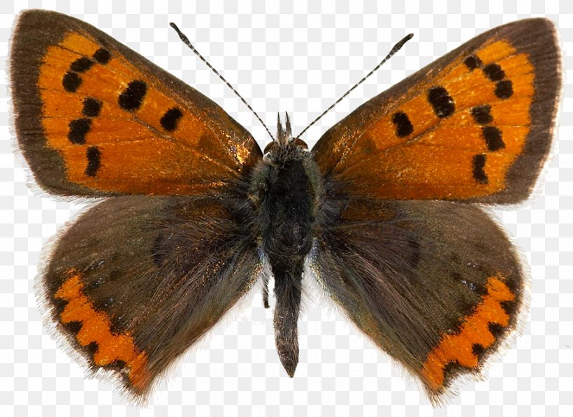 Butterfly Lycaena Phlaeas Large Copper Lycaena Tityrus Purple-shot Copper, PNG, 910x663px, Butterfly, Arthropod, Brush Footed Butterfly, Butterflies And Moths, Colias Download Free