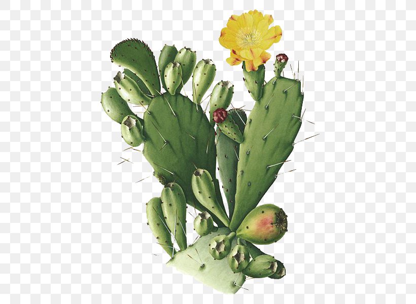 Cactaceae Opuntia Monacantha Botanical Illustration Drawing San Pedro Cactus, PNG, 456x600px, Cactaceae, Barbary Fig, Botanical Illustration, Botanical Illustrator, Botany Download Free