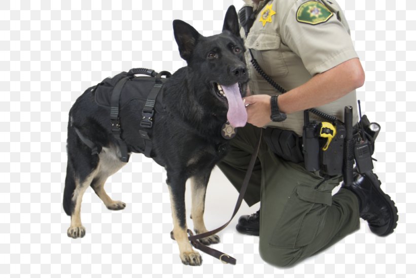 Dog Breed Obedience Training Police Dog Leash, PNG, 1024x685px, Dog Breed, Breed, Dog, Dog Breed Group, Dog Like Mammal Download Free