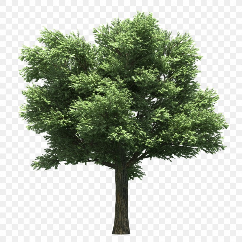 Stock Photography Tree, PNG, 1024x1024px, 3d Computer Graphics, Stock Photography, Branch, Evergreen, Oak Download Free