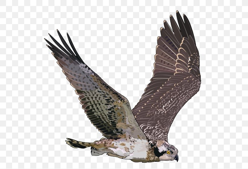 Bird Osprey Hawk Clip Art, PNG, 800x561px, Bird, Accipitriformes, Bald Eagle, Beak, Bird Of Prey Download Free