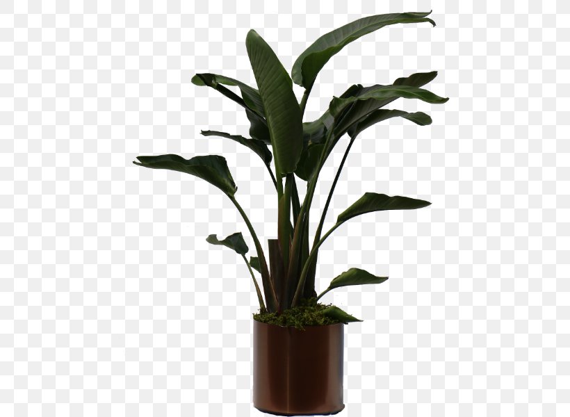 Fiddle-leaf Fig Weeping Fig Plants Dracaena Fragrans, PNG, 600x600px, Fiddleleaf Fig, Anthurium, Arum Family, Bird Of Paradise Flower, Bonsai Download Free