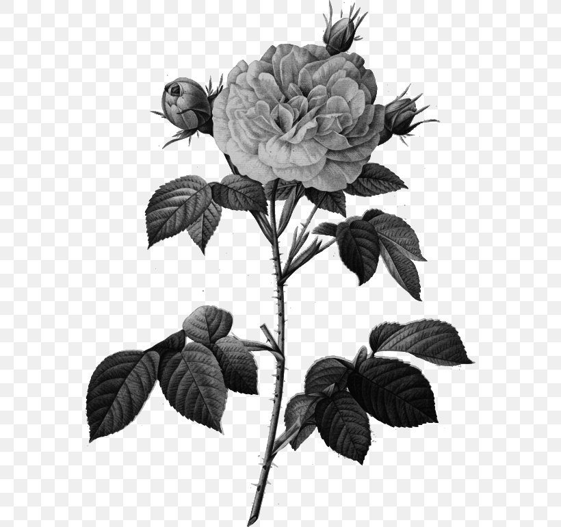 Garden Roses Cabbage Rose Damask Rose Rosa 'Great Maiden's Blush' Painting, PNG, 570x770px, Garden Roses, Art, Black And White, Botanical Illustration, Branch Download Free