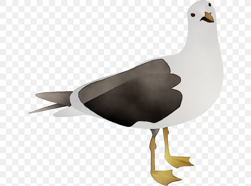Bird Beak European Herring Gull Gull Seabird, PNG, 640x608px, Watercolor, Albatross, Beak, Bird, European Herring Gull Download Free