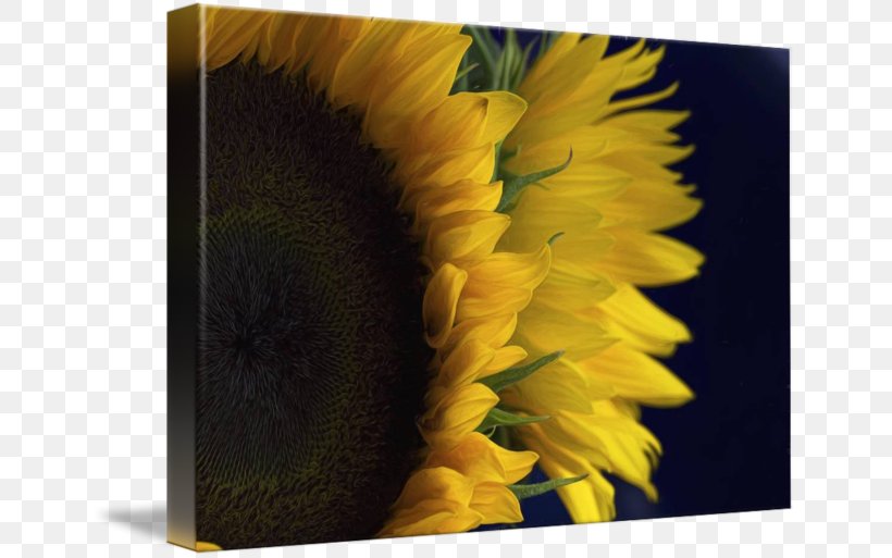 Common Sunflower Imagekind Pop Art Poster, PNG, 650x513px, Common Sunflower, Art, Canvas, Dahlia, Daisy Family Download Free