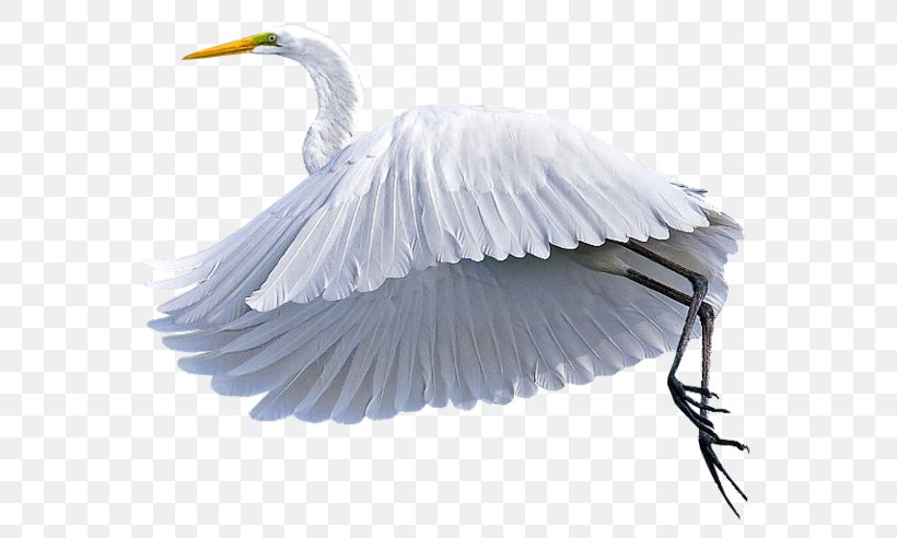 Egret Bird Grus Clip Art, PNG, 600x492px, Egret, Beak, Bird, Ciconia, Crane Download Free