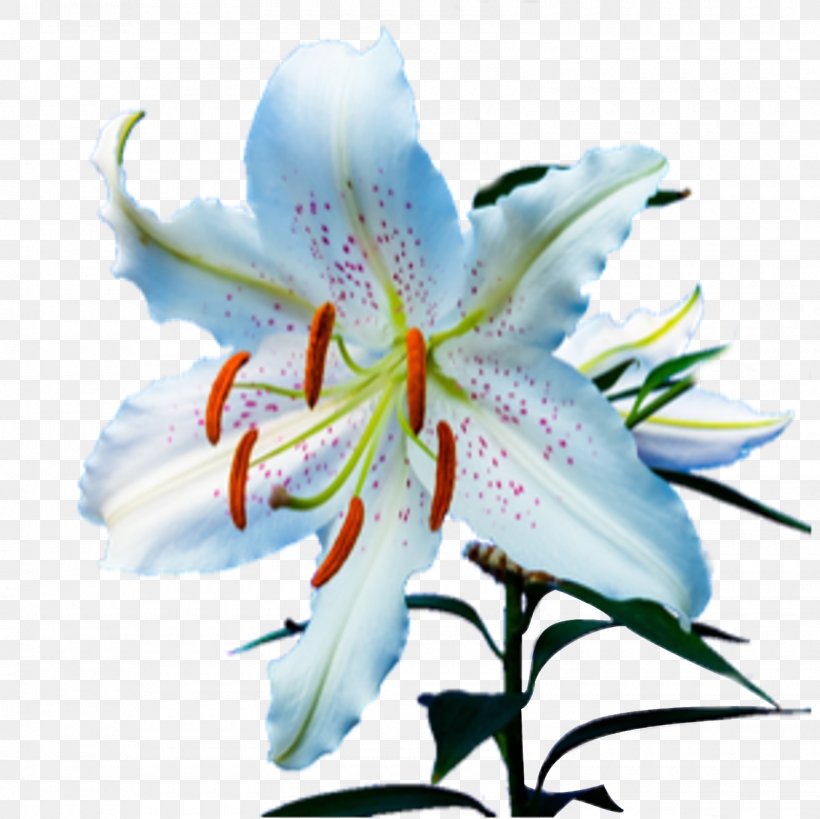 Flower Tiger Lily Lily 'Stargazer' Cross-stitch Daylily, PNG, 1600x1600px, Flower, Amaryllis Belladonna, Arumlily, Bulb, Calla Lily Download Free