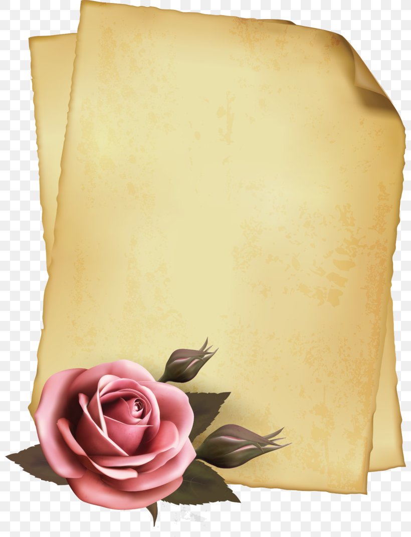 Garden Roses Paper, PNG, 800x1071px, Garden Roses, Flower, Nostalgia, Paper, Peach Download Free