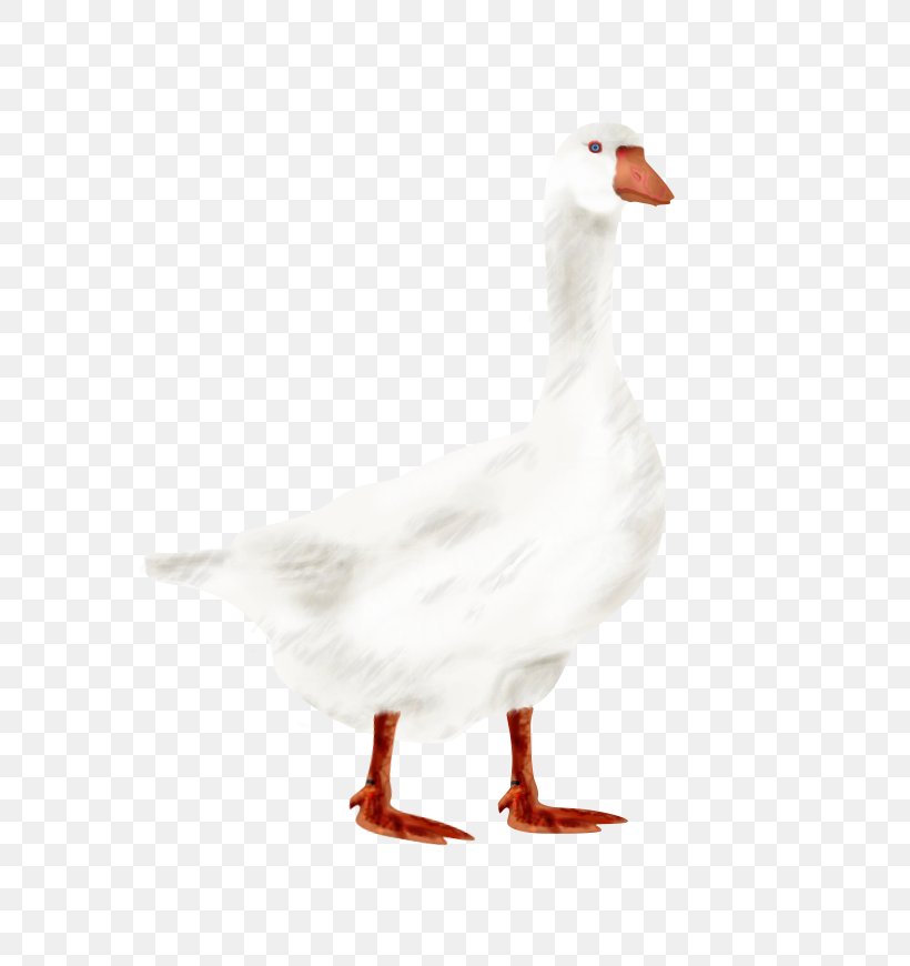 Goose Duck Fowl Fauna Feather, PNG, 600x870px, Goose, Beak, Bird, Duck, Ducks Geese And Swans Download Free