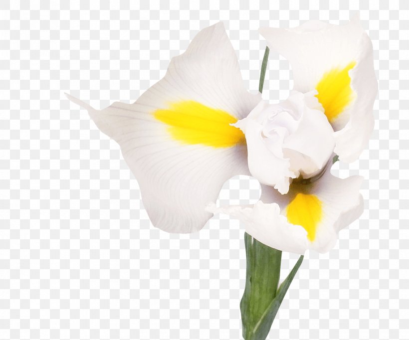 Irises White Flower Bouquet Tulip, PNG, 915x762px, Irises, Arum, Assortment Strategies, Blue, Bulb Download Free