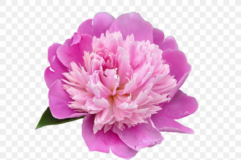 Peony Flower Pixabay, PNG, 960x640px, Peony, Carnation, Cut Flowers, Flower, Flower Bouquet Download Free