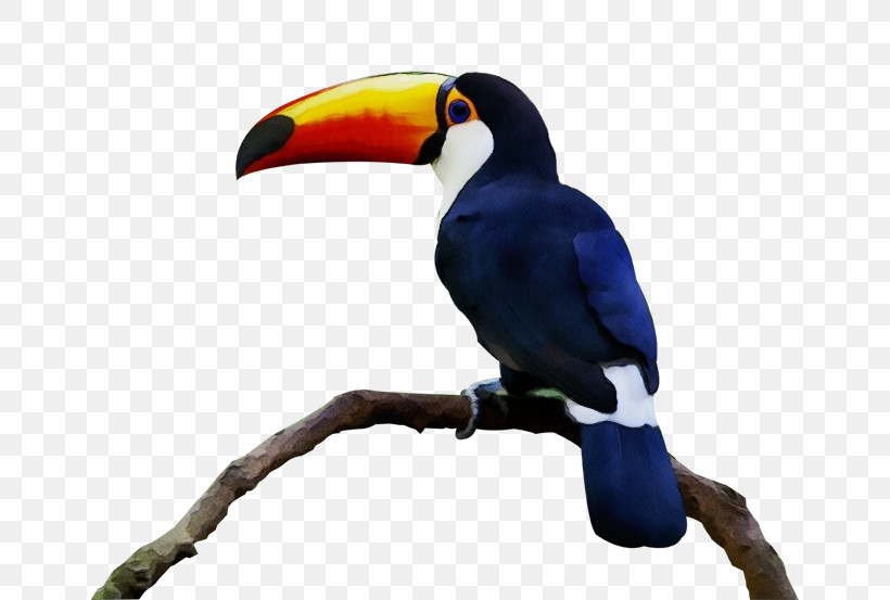Toucans Piciformes Beak Biology Science, PNG, 652x553px, Watercolor, Beak, Biology, Paint, Piciformes Download Free