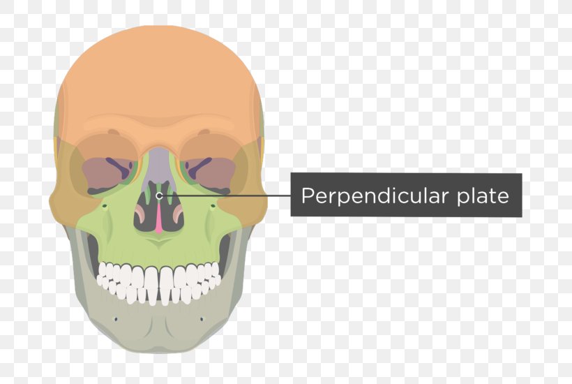 Vomer Bone Human Skeleton Nasal Concha Facial Skeleton, PNG, 745x550px, Vomer, Anatomy, Bone, Ethmoid Bone, Face Download Free