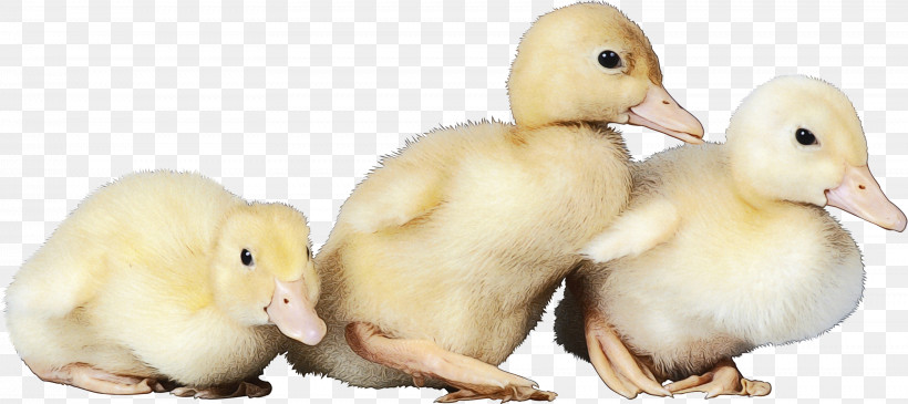 Bird Duck Water Bird Ducks, Geese And Swans Beak, PNG, 3444x1537px, Watercolor, Adaptation, American Black Duck, Animal Figure, Beak Download Free