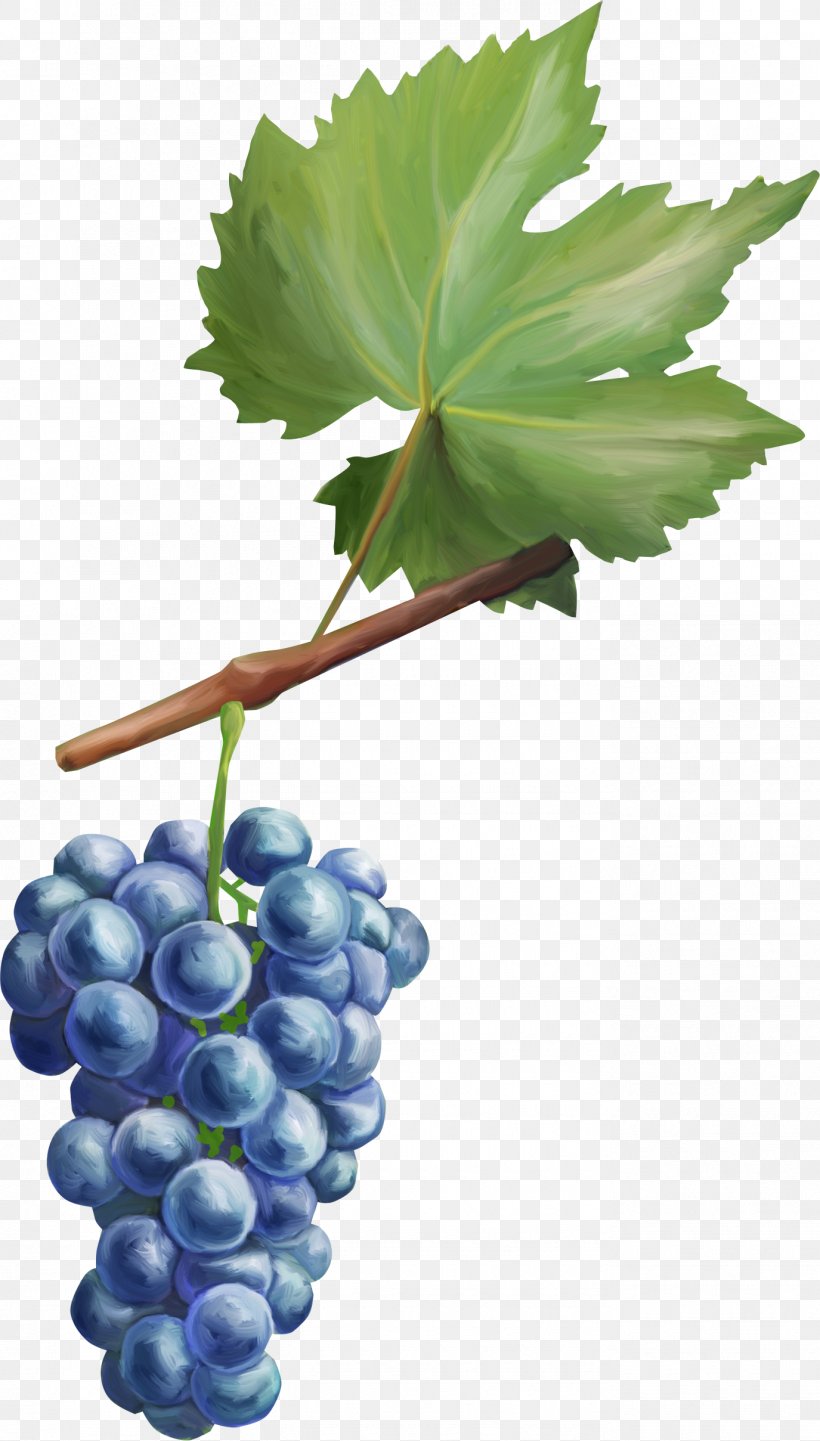 Common Grape Vine Fruit Grape Leaves Berry, PNG, 1375x2417px, Grape, Berry, Common Grape Vine, Drawing, Flowering Plant Download Free