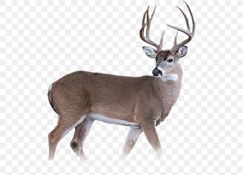 Wild Boar White-tailed Deer Reindeer Musk Deer, PNG, 500x589px, Wild Boar, Animal, Antler, Boar Hunting, Deer Download Free