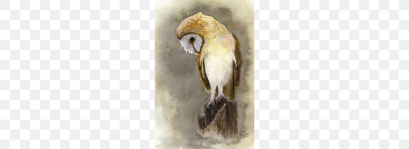 Owl Watercolor Painting Bird Art, PNG, 646x299px, Owl, Art, Artist, Barn Owl, Beak Download Free