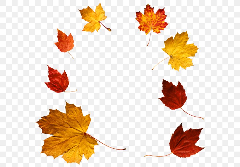 Autumn Leaf Color Autumn Leaf Color Clip Art, PNG, 600x573px, Autumn, Autumn Leaf Color, Display Resolution, Flower, Flowering Plant Download Free