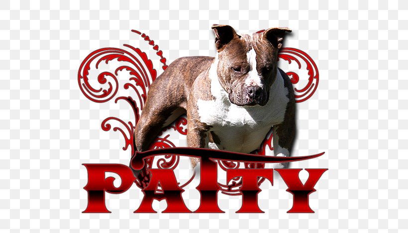 Boston Terrier American Bully American Pit Bull Terrier Dog Breed, PNG, 624x468px, Boston Terrier, American Bully, American Pit Bull Terrier, Breed, Bull Terrier Download Free