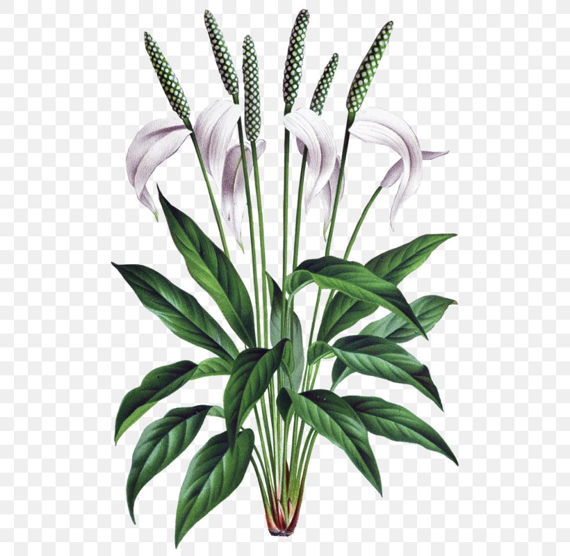 Flower Spathiphyllum Wallisii Drawing Botanical Illustration Botany, PNG, 640x800px, Flower, Art, Botanical Illustration, Botany, Drawing Download Free