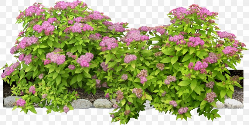 Flowering Plant Shrub, PNG, 3042x1534px, Flower, Animation, Annual Plant, Flowering Plant, Green Download Free