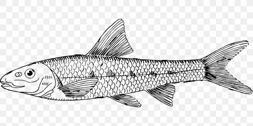 Gudgeon Fish Line Art Sardine Clip Art, PNG, 1280x640px, Gudgeon, Animal, Animal Figure, Baiera, Brittany Dog Download Free