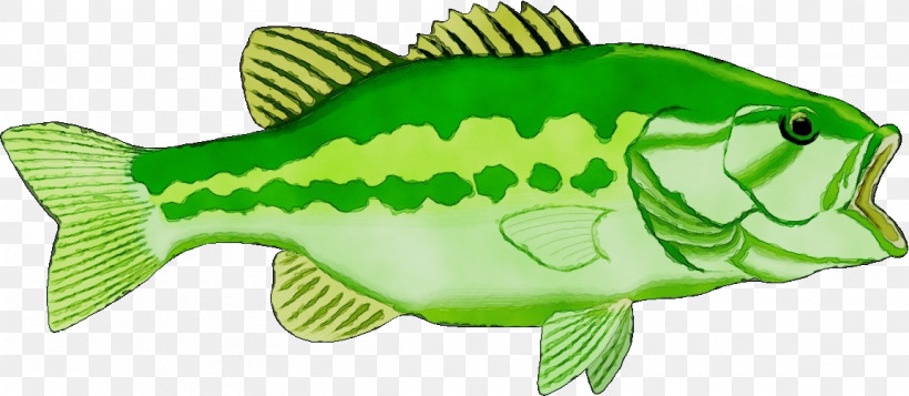 Largemouth Bass Perch Green Fish Animal Figurine, PNG, 1153x502px, Watercolor, Animal Figurine, Bass, Biology, Cartoon Download Free