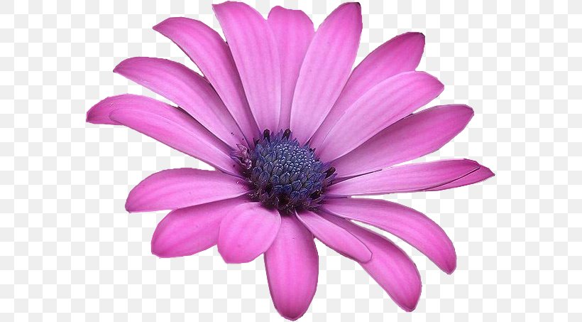 Petal Flower Paper Violet Watercolor Painting, PNG, 579x453px, Petal, Annual Plant, Art, Chrysanthemum, Chrysanths Download Free