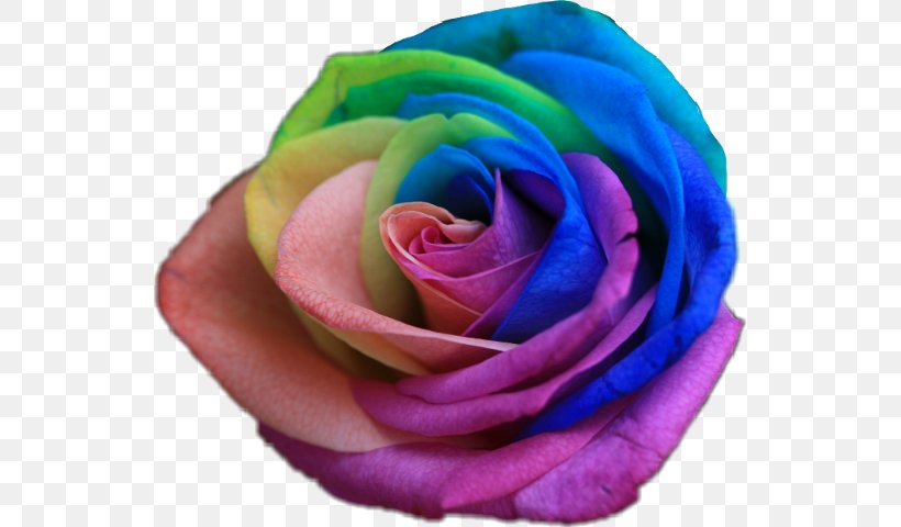 Rainbow Rose Flower Color Garden Roses, PNG, 539x480px, Rainbow Rose, Blue, Blue Rose, Close Up, Color Download Free