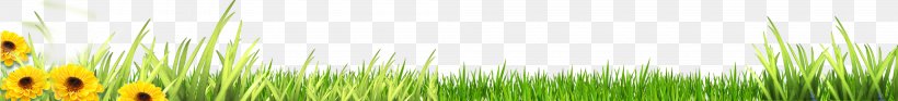 Wheatgrass Green Close-up Sunlight Wallpaper, PNG, 4000x457px, Wheatgrass, Close Up, Closeup, Computer, Grass Download Free