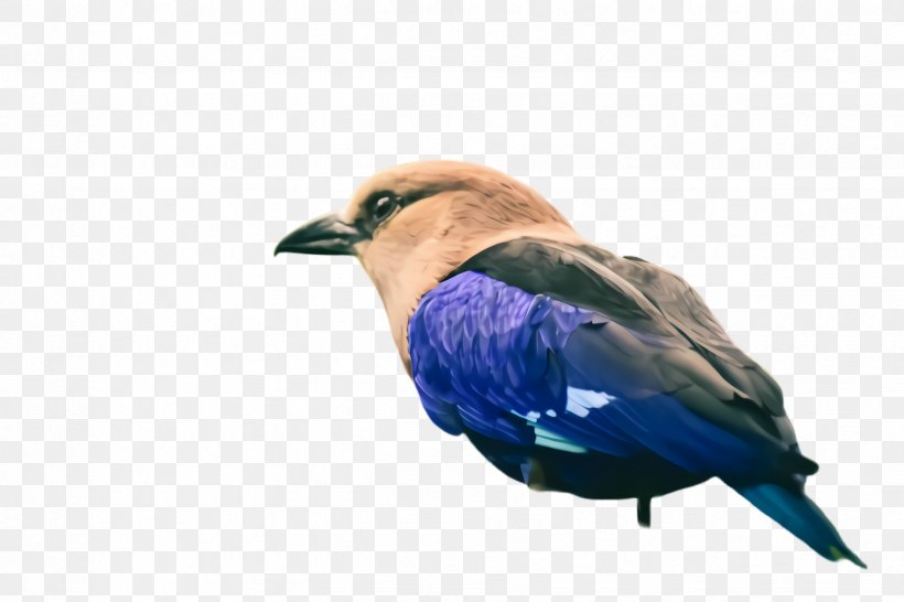 Bird Beak Roller Bluebird Perching Bird, PNG, 2448x1632px, Bird, Beak, Bluebird, Jay, Perching Bird Download Free