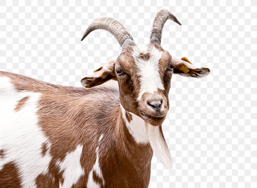 Goat Feral Goat Feral Snout, PNG, 1920x1404px, Goat, Feral, Feral Goat, Snout Download Free
