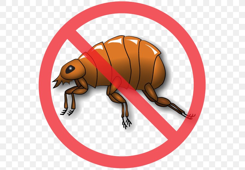 Insect Bee The Flea Pest, PNG, 568x569px, Insect, Animal, Arthropod, Bee, Bird Control Download Free