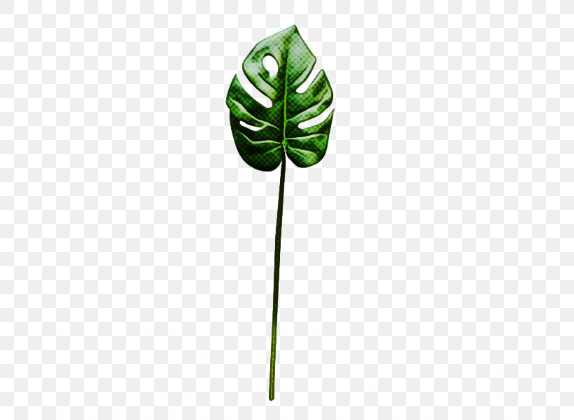 Jack-in-the-pulpit Leaf Green Plant Tree, PNG, 800x600px, Jackinthepulpit, Alismatales, Anthurium, Arum Family, Flower Download Free