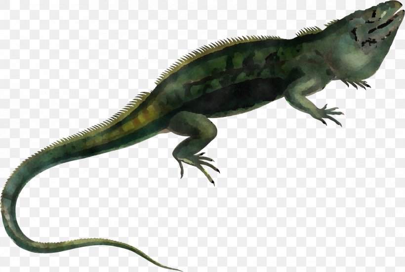 Reptile Lizard Scaled Reptile Iguania Iguana, PNG, 2377x1598px, Reptile, Animal Figure, European Green Lizard, Iguana, Iguania Download Free