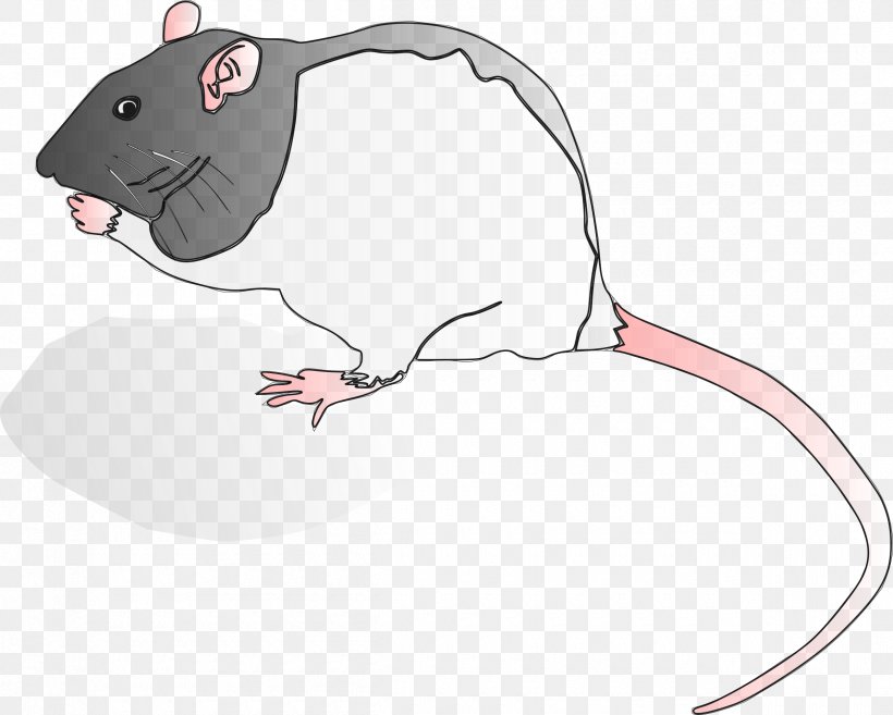 Rodent Murids Krysa Computer Mouse Clip Art, PNG, 2400x1923px, Rodent, Animal, Artwork, Carnivora, Carnivoran Download Free