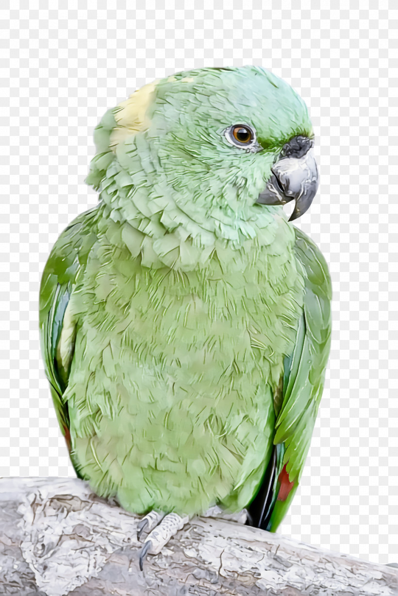 Feather, PNG, 962x1440px, Parrots, Beak, Feather, Parakeet Download Free