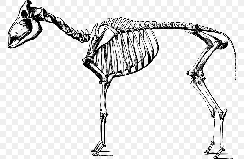 Sheep Human Skeleton Goat Human Body, PNG, 768x535px, Sheep, Anatomy, Auto Part, Bighorn Sheep, Black And White Download Free