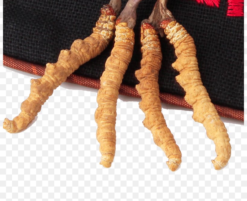 Traditional Chinese Medicine Caterpillar Fungus Crude Drug, PNG, 800x668px, Traditional Chinese Medicine, Arthritis, Back Pain, Caterpillar Fungus, Cordyceps Download Free