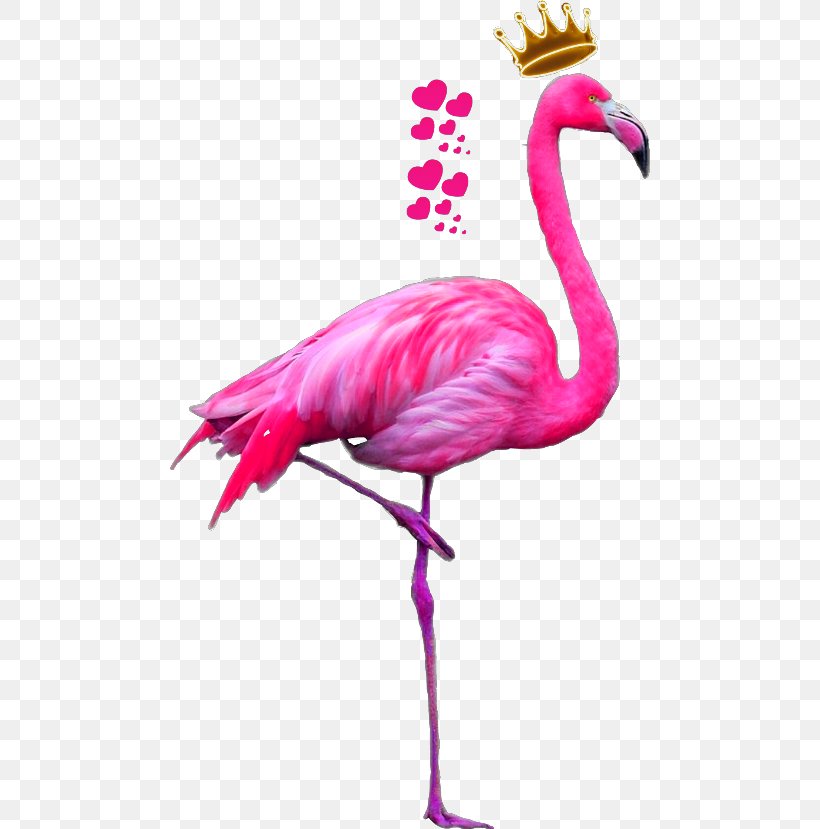 Bird Greater Flamingo Drawing American Flamingo, PNG, 480x829px, Bird, American Flamingo, Beak, Bird Nest, Color Download Free