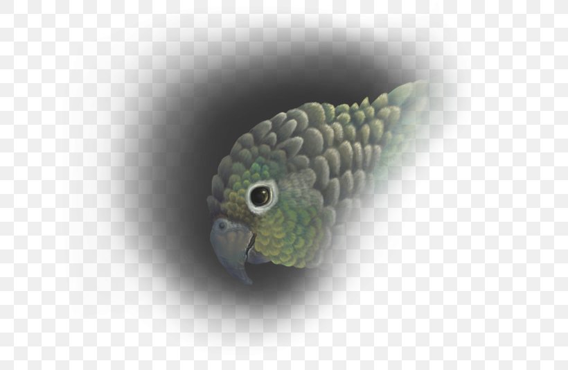 Conure Green-cheeked Parakeet Parrot Art Drawing, PNG, 667x534px, Conure, Animal, Art, Artist, Bird Download Free