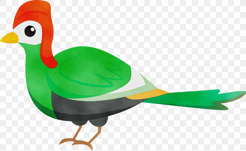 Duck だいちのこどもえん Chicken Education Curriculum, PNG, 2999x1839px, Bird Cartoon, Beak, Biology, Birds, Chicken Download Free
