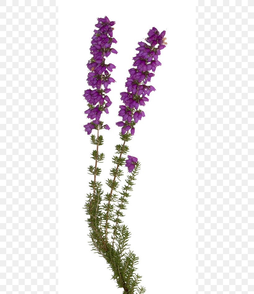 English Lavender Bach Flower Remedies Elixir Violet Individual, PNG, 444x949px, English Lavender, Bach Flower Remedies, Common Sage, Edward Bach, Elixir Download Free