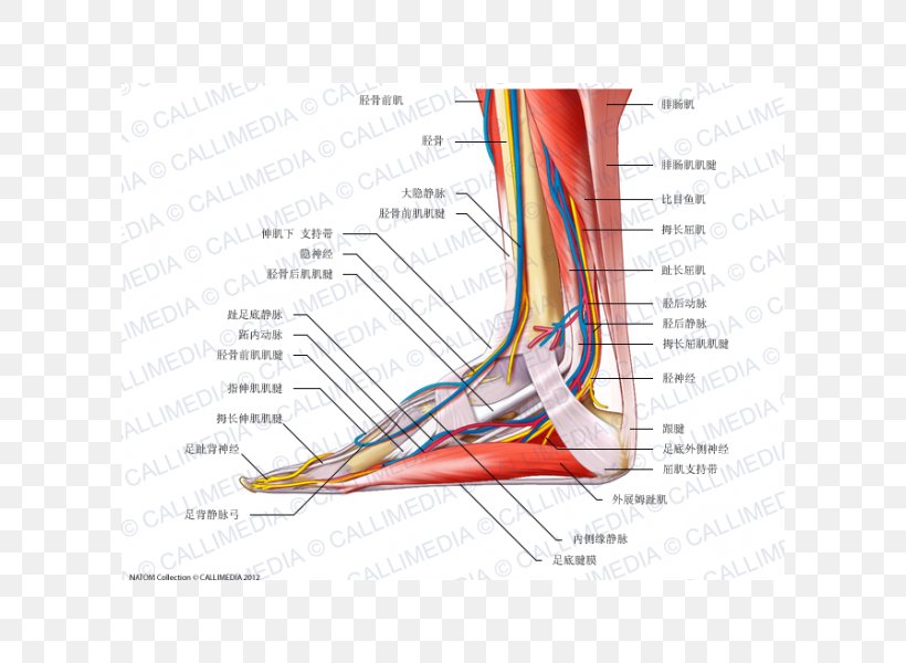 Foot Nerve Tibialis Anterior Muscle Anatomy Human Body, PNG, 600x600px, Watercolor, Cartoon, Flower, Frame, Heart Download Free