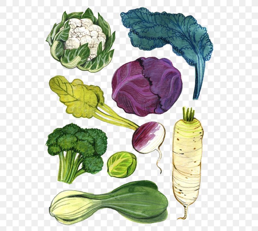 Vegetable Drawing Watercolor Painting Illustration, PNG, 564x735px, Vegetable, Beetroot, Bell Pepper, Botanical Illustration, Cabbage Download Free