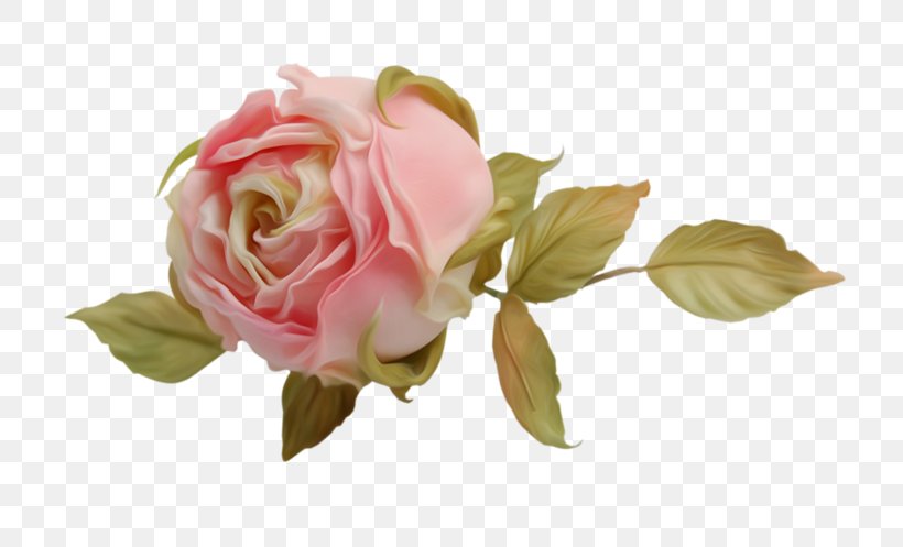 Garden Roses Clip Art, PNG, 800x497px, Garden Roses, Artificial Flower, Bud, Centifolia Roses, Cut Flowers Download Free