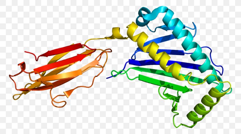 MHC Class I Polypeptide-related Sequence B MHC Class I Polypeptide-related Sequence A Major Histocompatibility Complex Protein, PNG, 800x458px, Mhc Class I, Gene, Major Histocompatibility Complex, Organism, Peptide Download Free